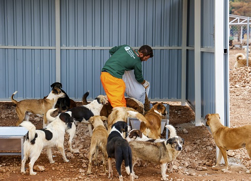 Büyükşehir’den sokak köpeklerine özel yaşam alanı 